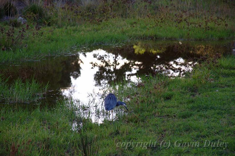 Grey faced heron, just outside the Adelaide Botanic Gardens IMGP8875.JPG